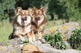 CHIEN FINNOIS DE LAPONIE 467